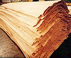poplar coreԔB
